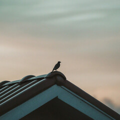 bird on roof