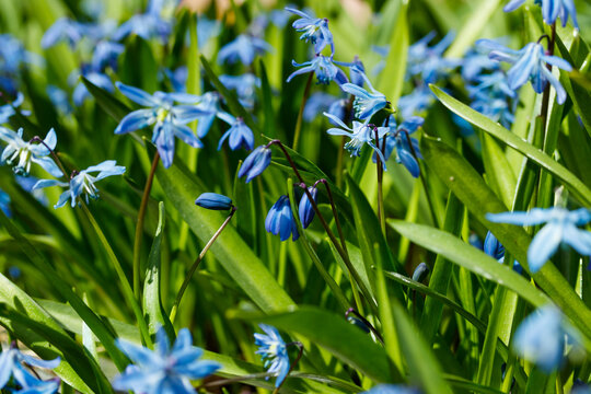 Closeup of blooming blue scilla luciliae flowers in sunny day. First spring bulbous plants. Selective focus with bokeh effect.