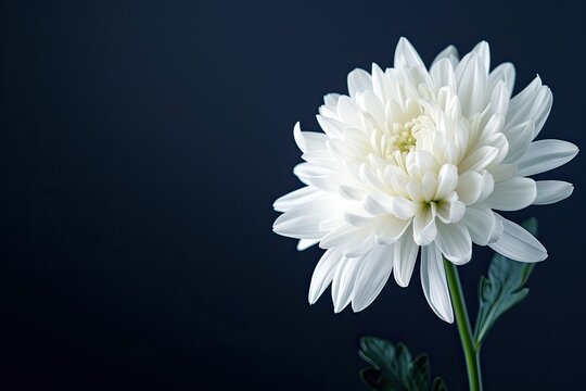Mourning background, funeral white flowers with copy space. Beautiful white chrysanthemum flowers on a dark background with space for text or images