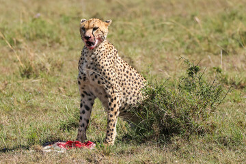 a cheetah eats a small antelope in Maasai Mara NP