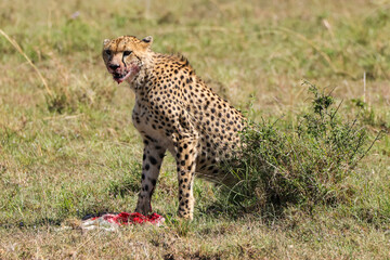 a cheetah eats its gazelle prey in the savannah of Maasai Mara, Kenya
