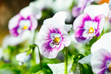 White with violet pansy flowers with raindrops in the garden, close up.