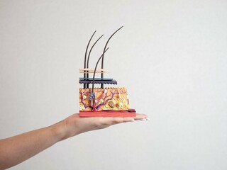 A model of the structure of human skin on a woman's palm with a place for text. A mock-up for dermatologist or electroepilation courses