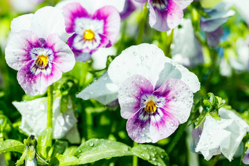 White with violet pansy flowers with raindrops in the garden, close up.