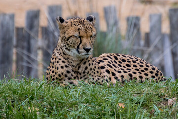 family of cheetahs resting in the meadow n°3