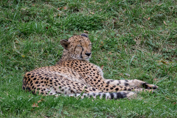 family of cheetahs resting in the meadow n°4