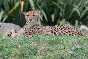 family of cheetahs resting in the meadow n°1