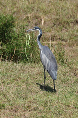 a grey heron catched a green snake in Maasai Mara NP