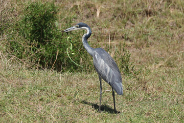 a grey heron catched a green snake in Maasai Mara NP