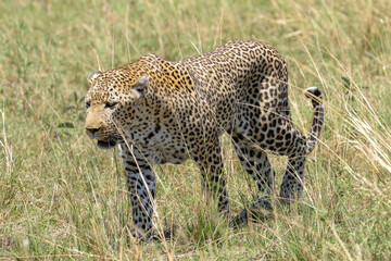 a big male leopard walks in the savannah of Maasai Mara NP