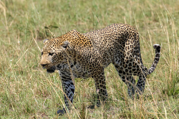 a big male leopard walks in the savannah of Maasai Mara NP