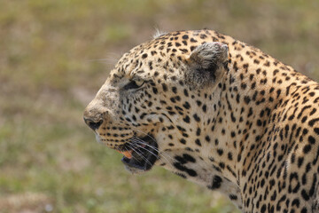 potrait picture of a male leopard