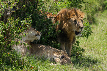 lioness and a big lion on honeymoon in Maasai Mara NP