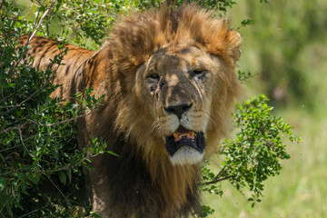 portrait picture of a big male lion in Maasai Mara NP