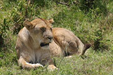 a lioness in the green grasslands of Maasai Mara NP