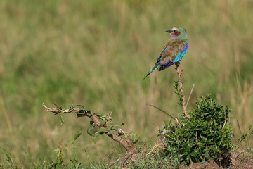 lilac breasted roller on the top of a bush in Maasai Mara NP