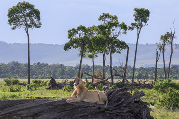 Obraz premium roaring male lion on a dead tree trunk in Maasai Mara