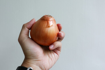 a young man's hand holds an onion, isolated on a white background