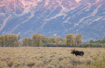Obraz premium Bull Moose During the Rut in Grand Teton National Park Wyoming in Autumn