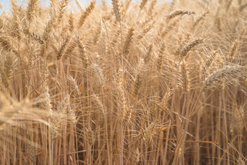 Fototapeta premium Close up for ripe wheat ears on sunny day