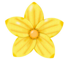 yellow flower isolated on white