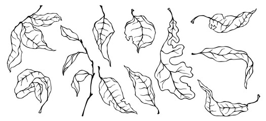 Set of linear sketches of dry, autumn leaves. Vector graphics.
