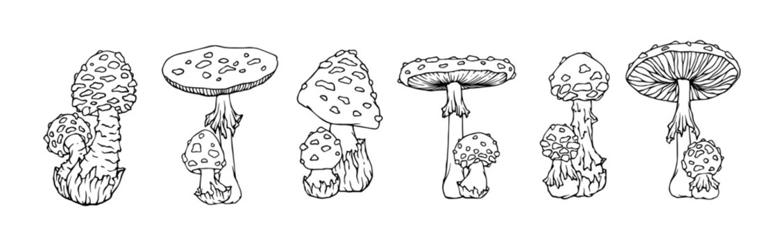 A set of sketches and coloring pages of forest fly agarics and toadstools. Vector graphics.