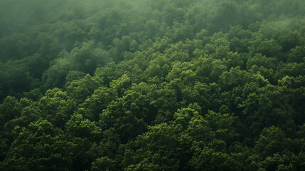 Abundance of the Forest: Peaceful Nature Illustration of Lush Greenery and Tranquil Woodlands