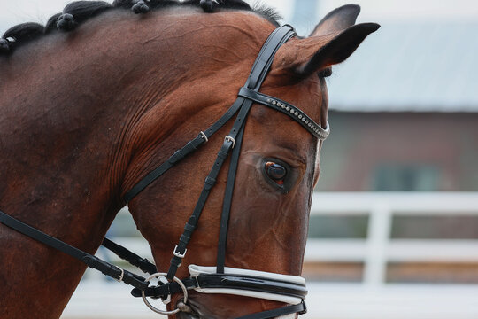 horse headdress, details. Airs above the ground.