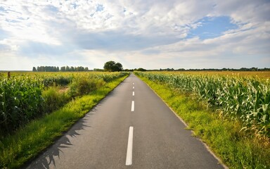 Fototapeta na wymiar A road with cornfields on either side. Idyllic landscape