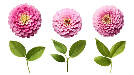 Zinnia Flowers and Garden Design Elements Isolated on Transparent Background for Vibrant Floral Perfume and Essential Oil Designs - Top View PNG Digital Art 3D Illustration - obrazy, fototapety, plakaty
