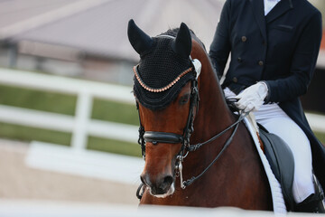 Equestrian sports, dressage details. A horses portrait