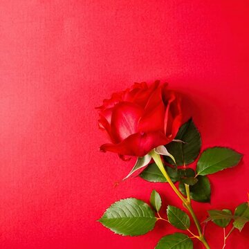 Flowers of beautiful blooming red rose isolated on red background.