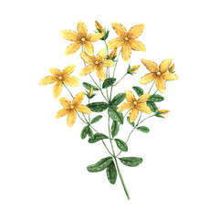 Watercolor yellow St. John's wort (tutsan) flower. Illustration hand drawn on isolated background, suitable for menu design, packaging, poster, website, textile, invitation, brochure, textile