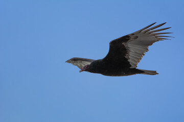Vulture in flight in the sky of Miami Florida, USA