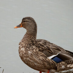Duck