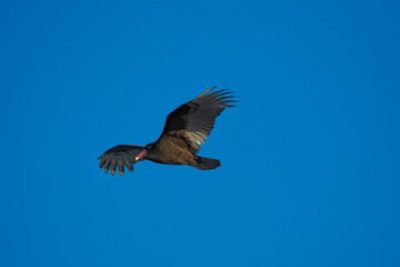Vulture in flight in the sky of Miami Florida, USA