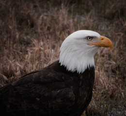 bald eagle
