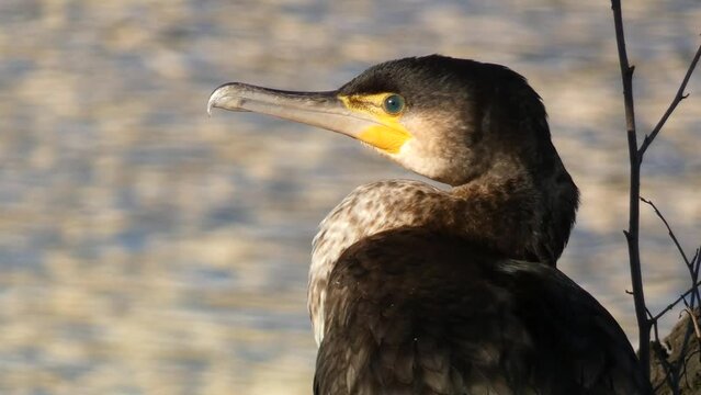 Great cormorant, Phalacrocorax carbo. Portrait from very close. The great cormorant, Phalacrocorax carbo, known as the great black cormorant, or the black shag.