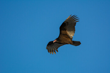 Vulture in flight in the sky of Miami Florida, USA