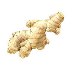 Watercolor illustration of juicy realistic ginger. Illustration hand drawn on isolated background, suitable for menu design, packaging, poster, website, textile, invitation, brochure.