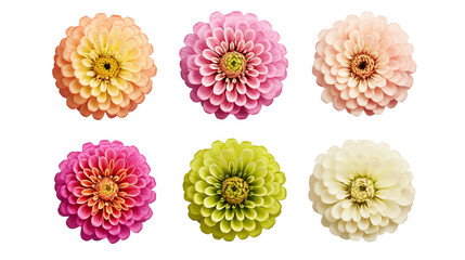 Zinnia Cut-Outs: Top View Botanical Blooms for Perfume, Essential Oils, and Garden Creations - Transparent Beauty in PNG Format