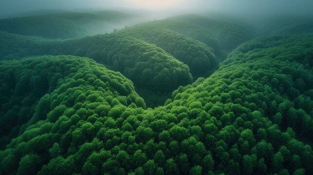 Lotniczy widok na bujny, zielony las © Artur