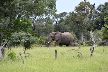 Naklejka premium African elephant in Kruger National Park | Safari | Big Five | South Africa
