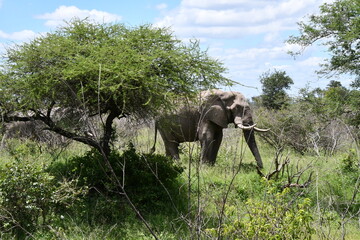 African elephant in Kruger National Park | Safari | Big Five | South Africa