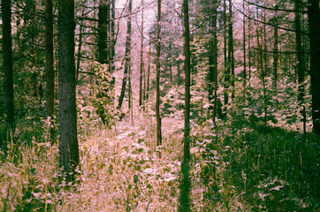 Obraz premium The sun in the summer forest through the leaves - film photography 