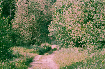 A road in a green summer forest - film photography 