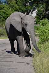 Fototapeta na wymiar African elephant in Kruger National Park | Safari | Big Five | South Africa