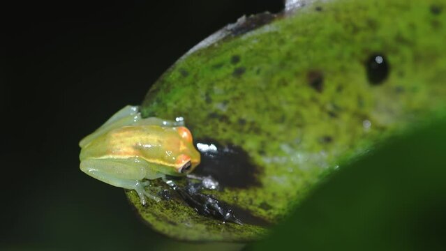 Glass frog on a water plant in Limoncocha National Biological Reserve in Ecuador, South America. Rainforests of the Amazon basin.