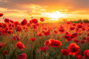 A breathtaking field of vibrant red poppies under the golden glow of a spring sunset - obrazy, fototapety, plakaty